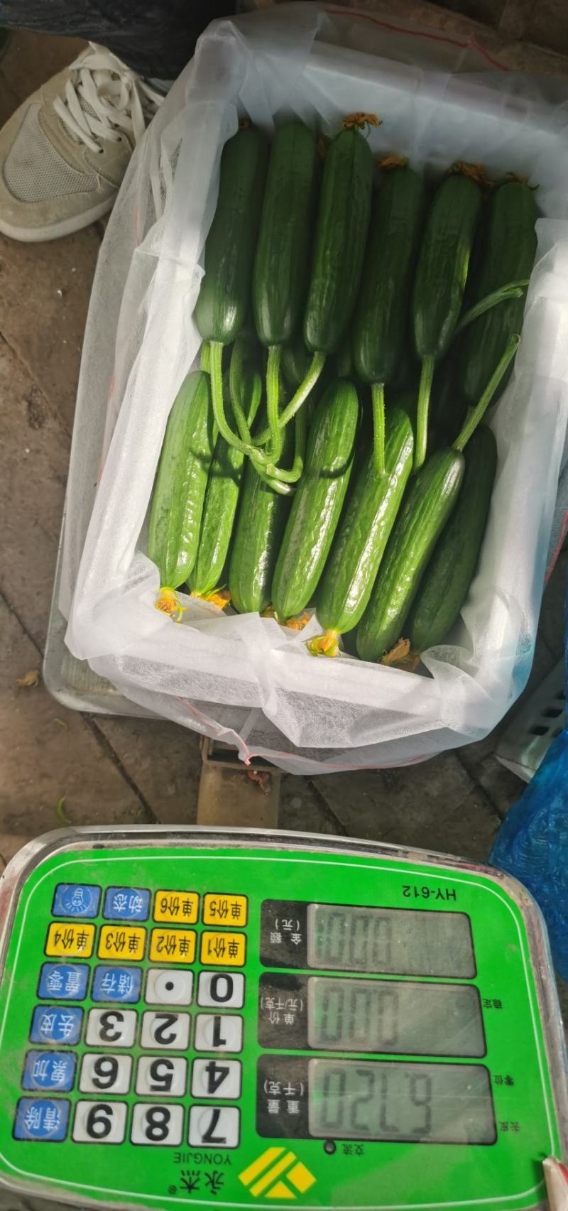 水果黄瓜，绿色健康小黄瓜，对接超市.电商.批发市场