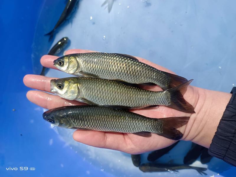 大量出售草鱼苗、草鱼水花、己打疫苗、规格齐全、一手货源，