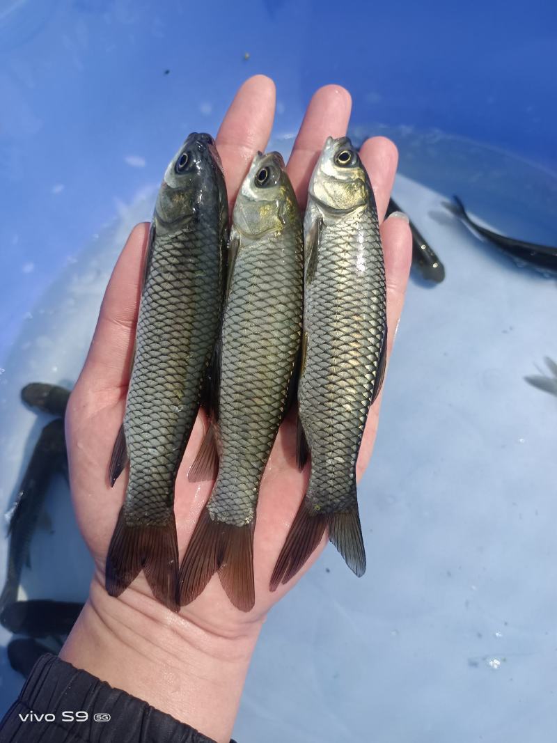 大量出售草鱼苗、草鱼水花、己打疫苗、规格齐全、一手货源，
