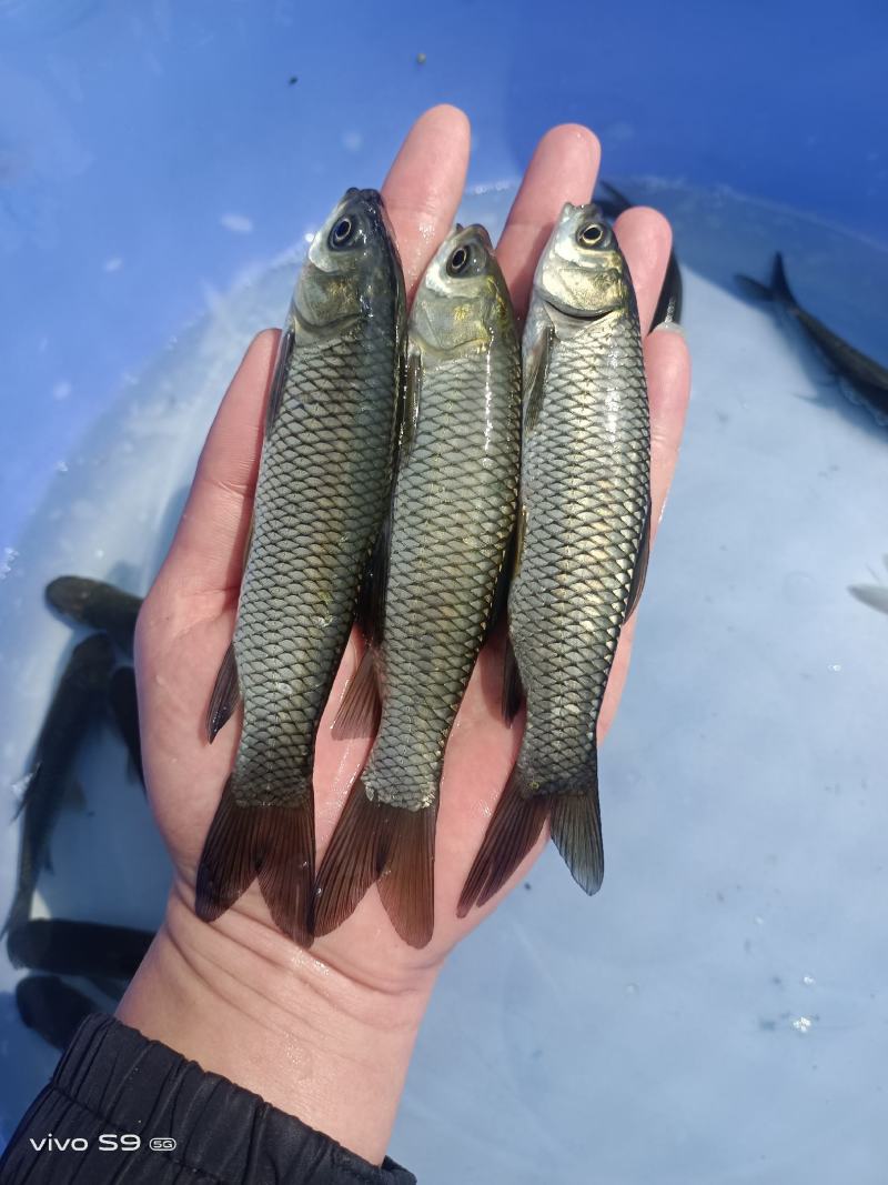 大量出售草鱼苗、草鱼水花、己打疫苗、规格齐全、一手货源，