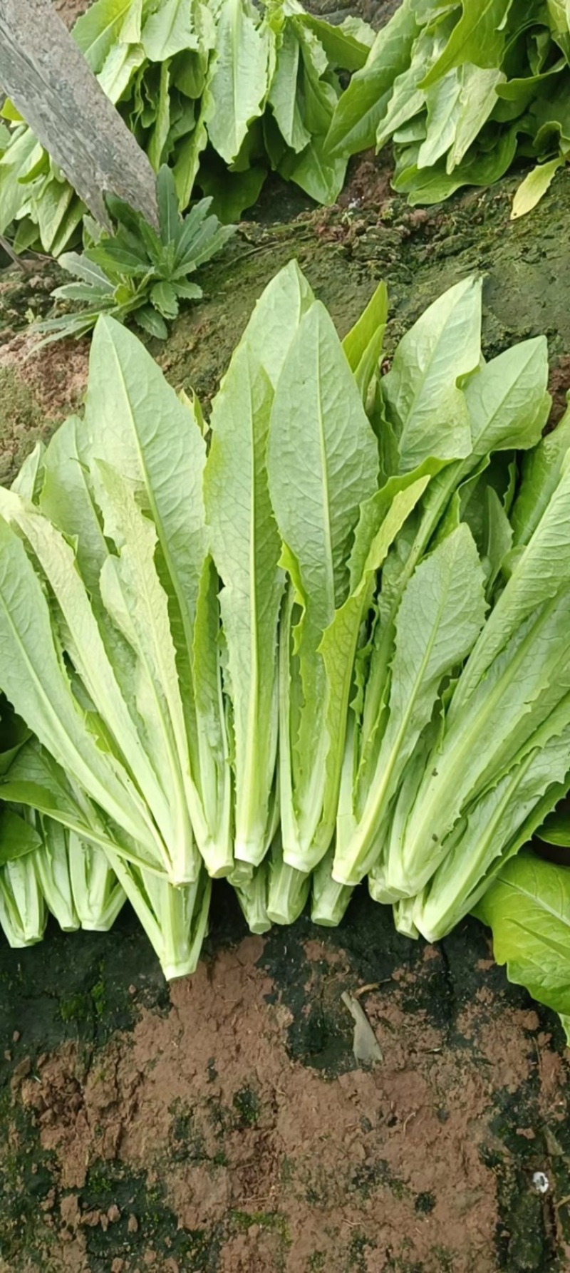精品油麦菜大量有货有需要的老板联系我，