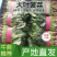 大叶菠菜，产地直发，大量上市中，欢迎各地采购商前来联系