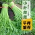 精品茼蒿大量现货，价格便宜，有需要的联系我