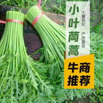 精品茼蒿大量现货，价格便宜，有需要的联系我