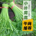 精品茼蒿大量现货，价格便宜，有需要的联系我