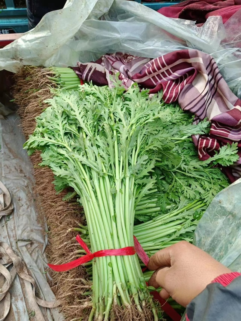 精品茼蒿大量现货，价格便宜，有需要的联系我