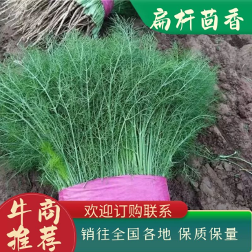 【精选】精品茴香，产地直供，都是现货，走市场，超市必选，