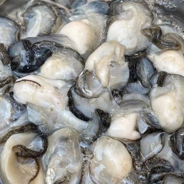 生蚝鲜活带壳牡蛎烧烤店半壳海蛎子烧烤半壳批发