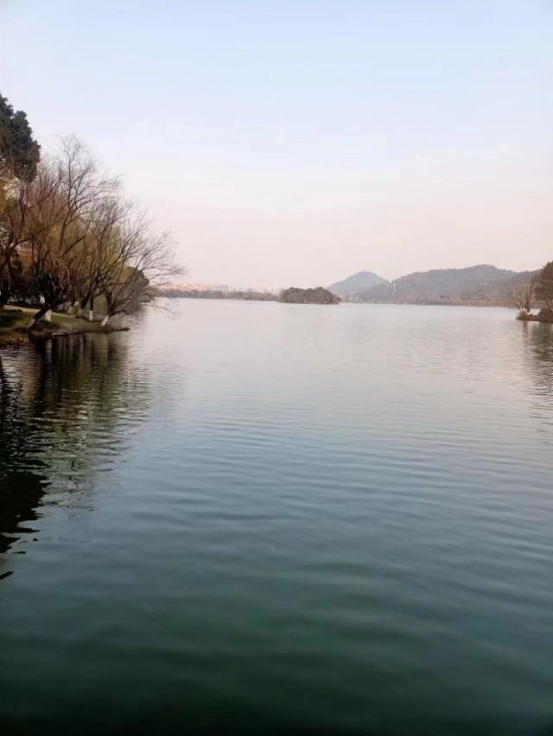 【推荐】湖南小杂鱼马口鱼一手货源量大价优欢迎老板采购