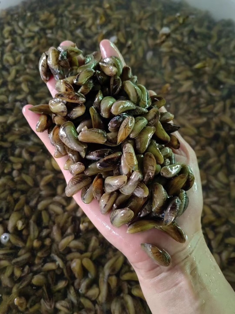 海瓜子新鲜活海鲜水产薄壳米批发饶平贝类特产红肉生鲜