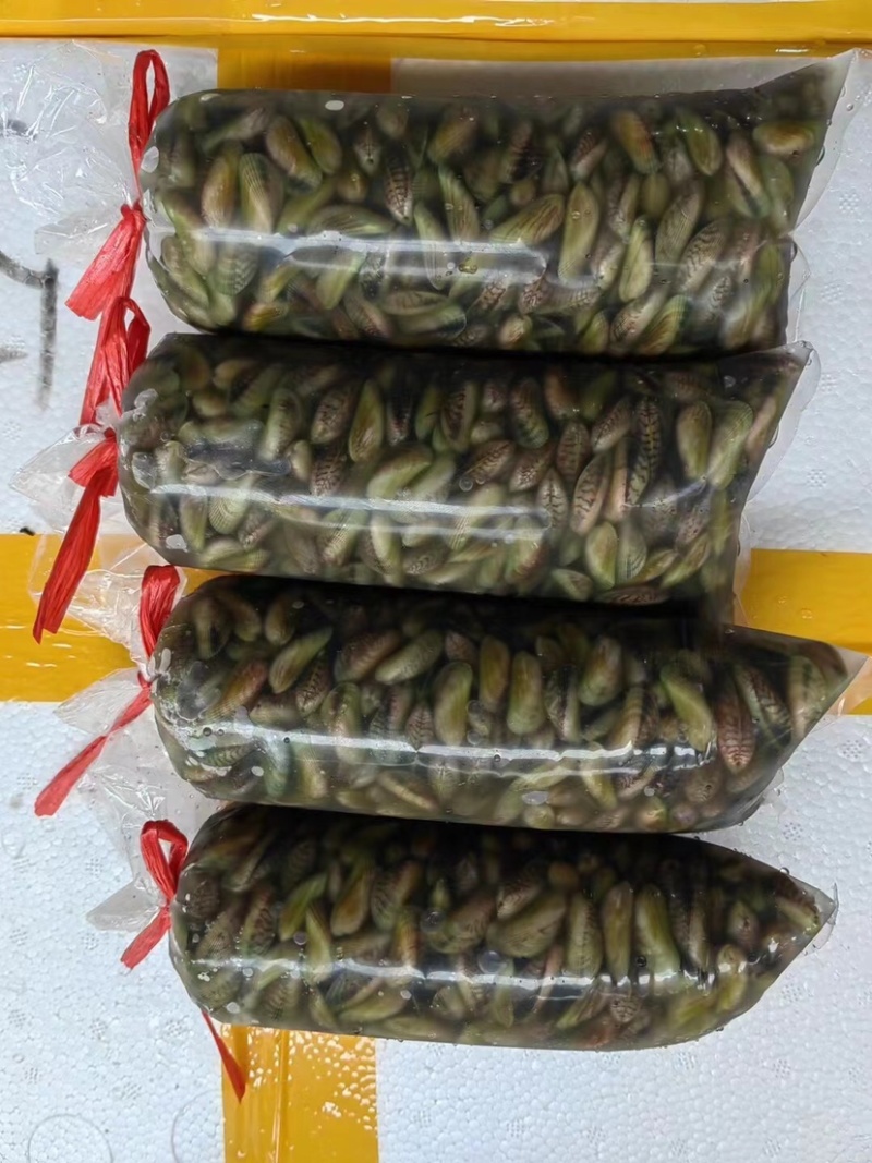 海瓜子新鲜活海鲜水产薄壳米批发饶平贝类特产红肉生鲜