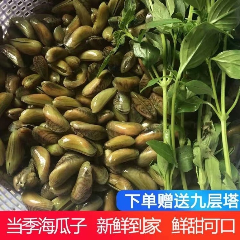 海瓜子新鲜活海鲜水产薄壳米批发饶平贝类特产红肉生鲜