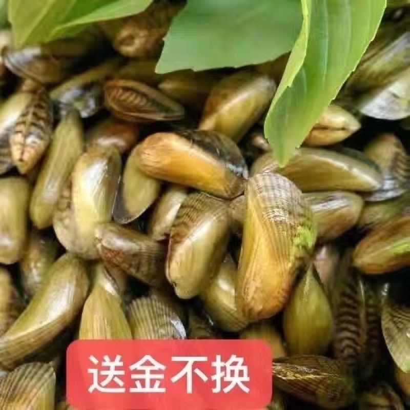 海瓜子新鲜活海鲜水产薄壳米批发饶平贝类特产红肉生鲜