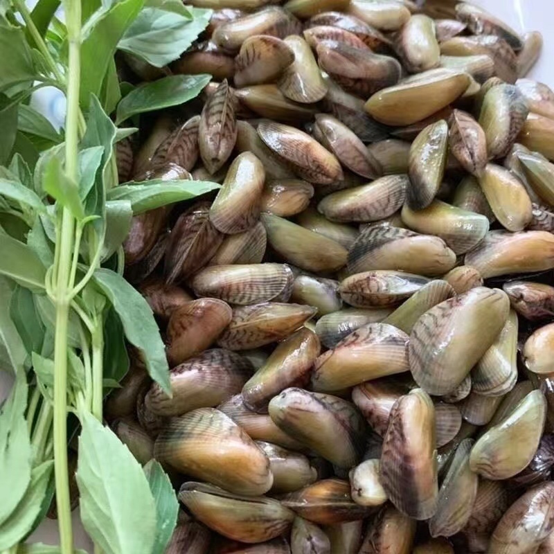 海瓜子新鲜活海鲜水产薄壳米批发饶平贝类特产红肉生鲜
