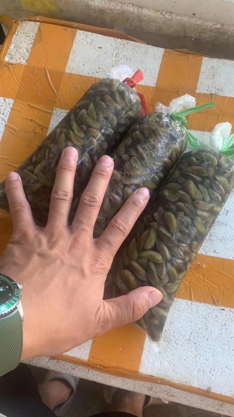 海瓜子新鲜活海鲜水产薄壳米批发饶平贝类特产红肉生鲜