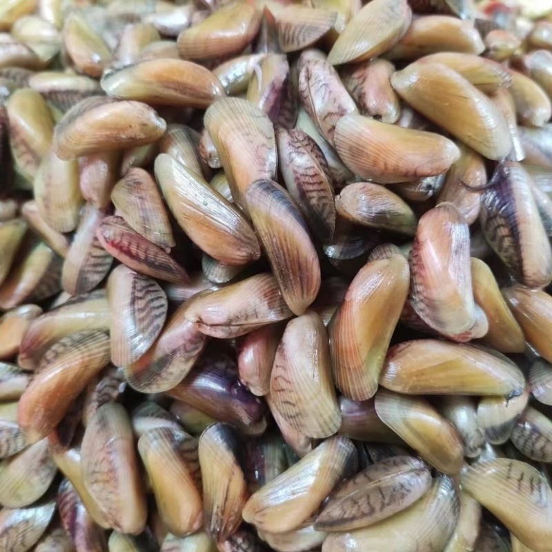 海瓜子新鲜活海鲜水产薄壳米批发饶平贝类特产红肉生鲜