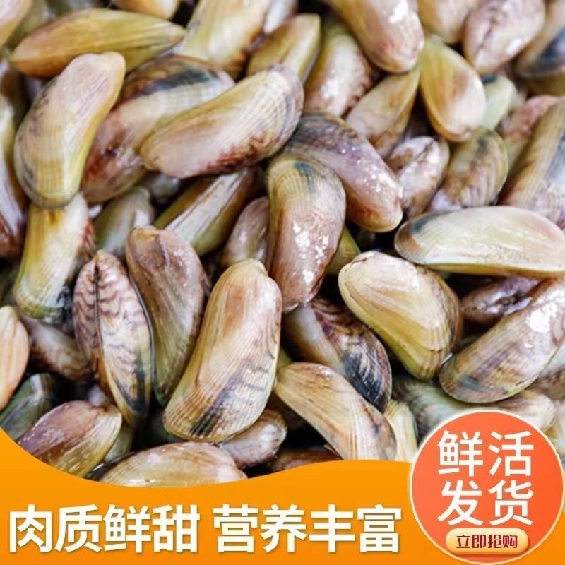 海瓜子新鲜活海鲜水产薄壳米批发饶平贝类特产红肉生鲜