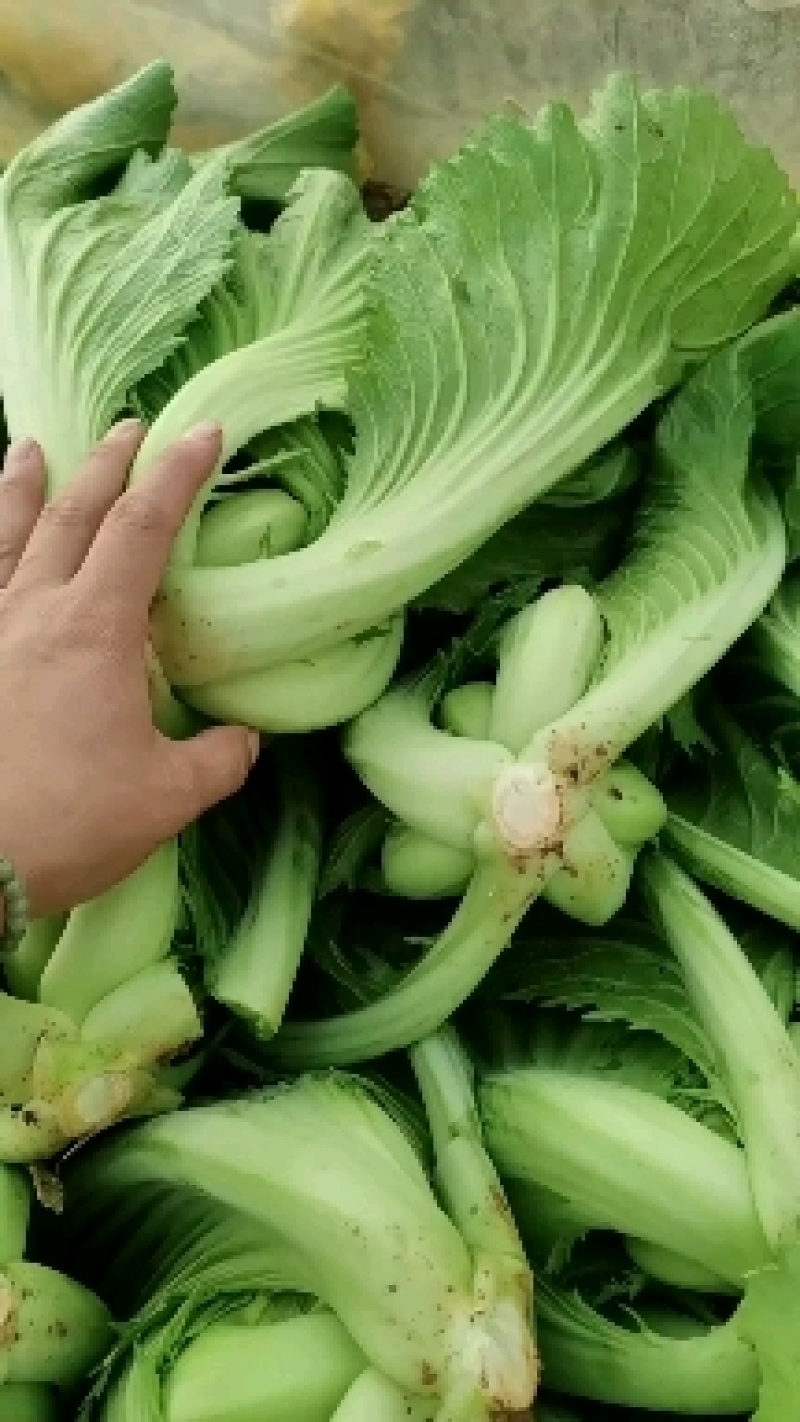 芥菜产地直发价格实惠