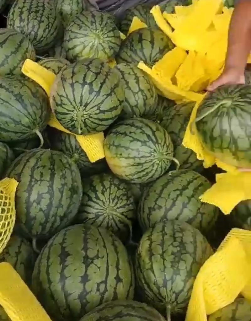 江苏西瓜特小凤西瓜产地直发保质保量可视频看货