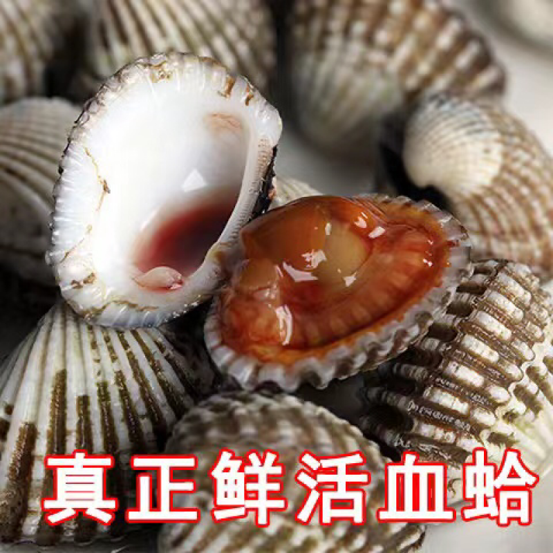 正宗饶平血蛤花蛤鲜活泥蚶银蚶非毛蚶新鲜超大贝壳类