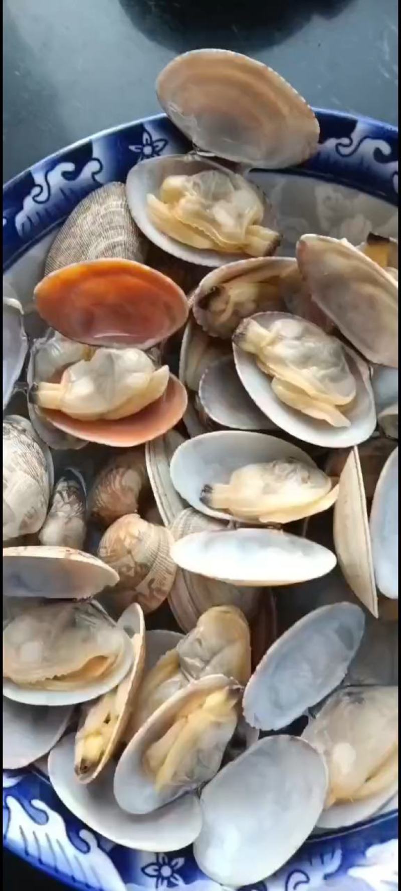 辽宁东港三禾水产精品无沙花蛤