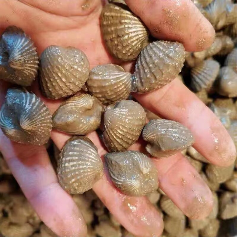 正宗饶平血蛤花蛤鲜活泥蚶银蚶非毛蚶新鲜超大贝壳类