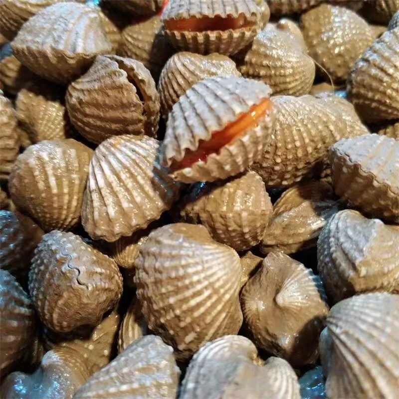 正宗饶平血蛤花蛤鲜活泥蚶银蚶非毛蚶新鲜超大贝壳类