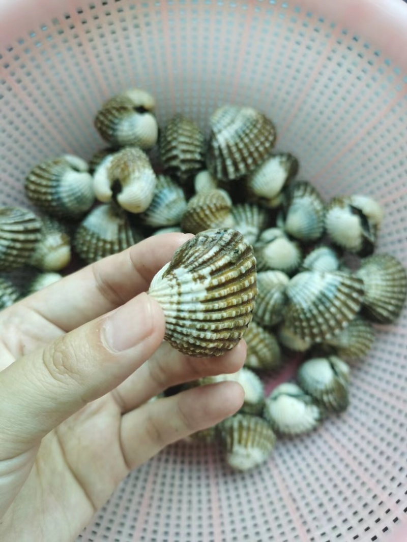 正宗饶平血蛤花蛤鲜活泥蚶银蚶非毛蚶新鲜超大贝壳类