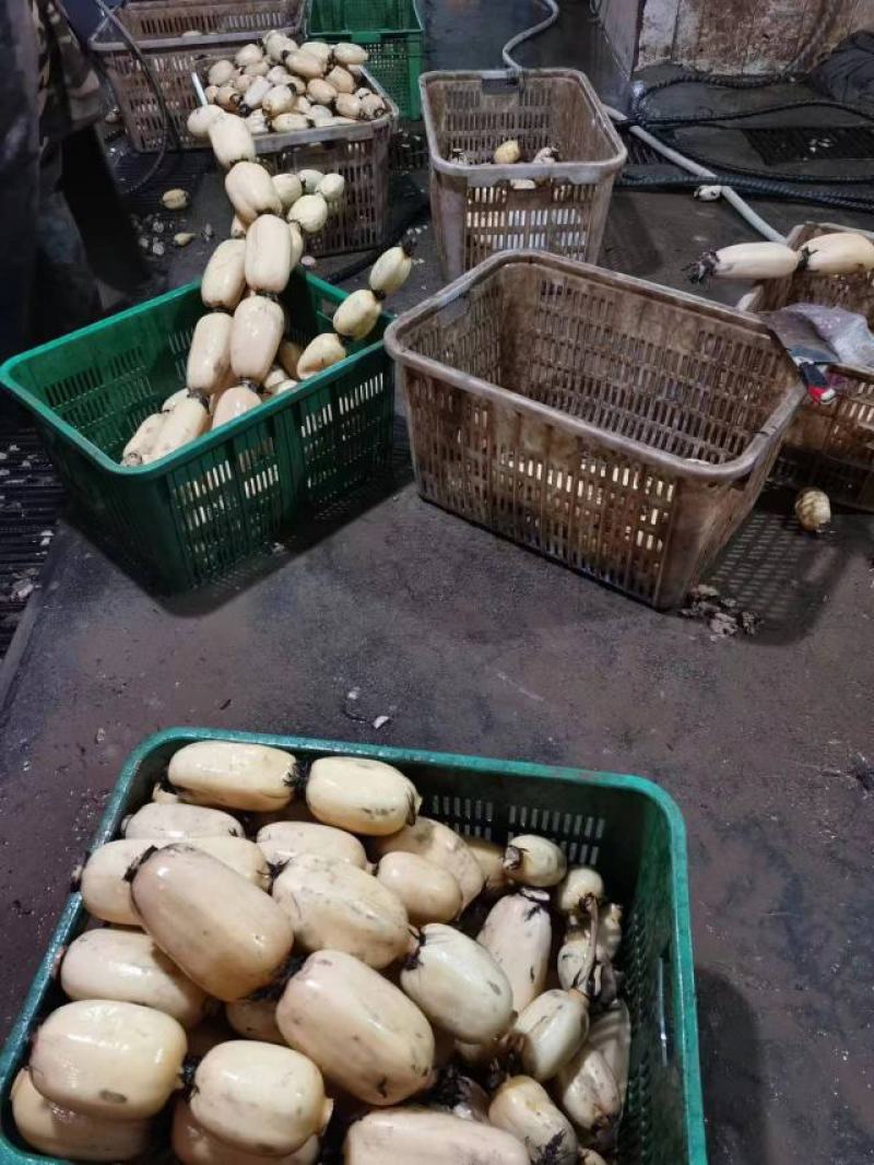 优质莲藕(成都区域配送)