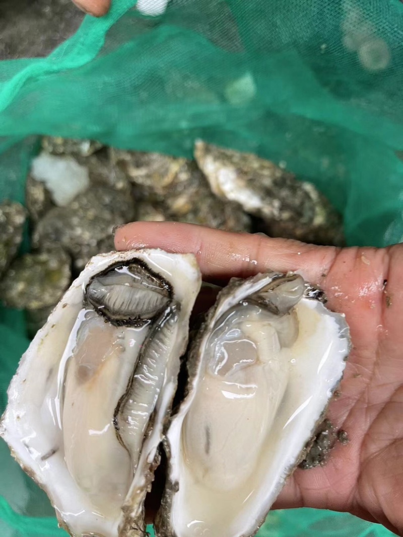 生蚝鲜活带壳牡蛎烧烤店半壳海蛎子烧烤半壳批发