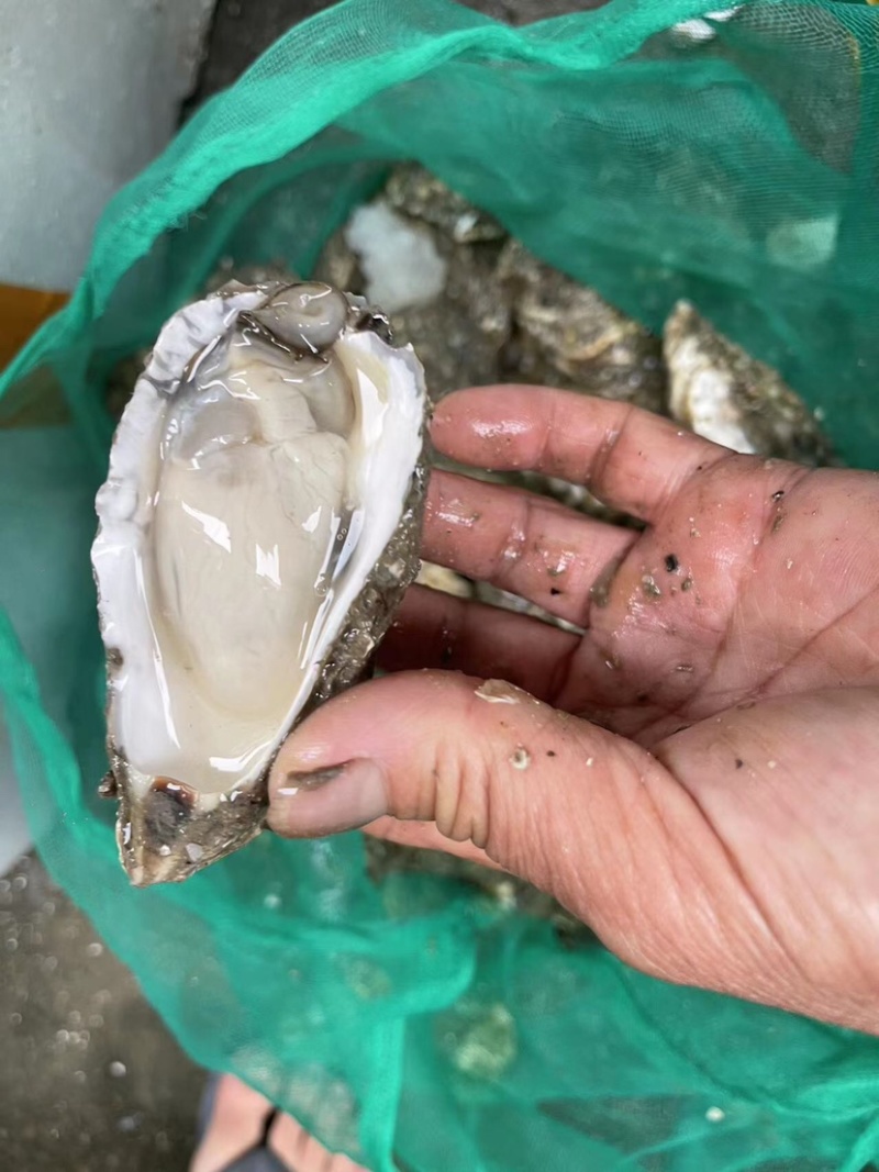 生蚝鲜活带壳牡蛎烧烤店半壳海蛎子烧烤半壳批发