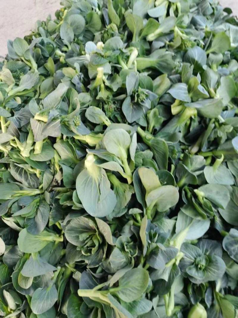 菜芯菜苔精品广东菜芯产地一手货源大量供应欢迎选购