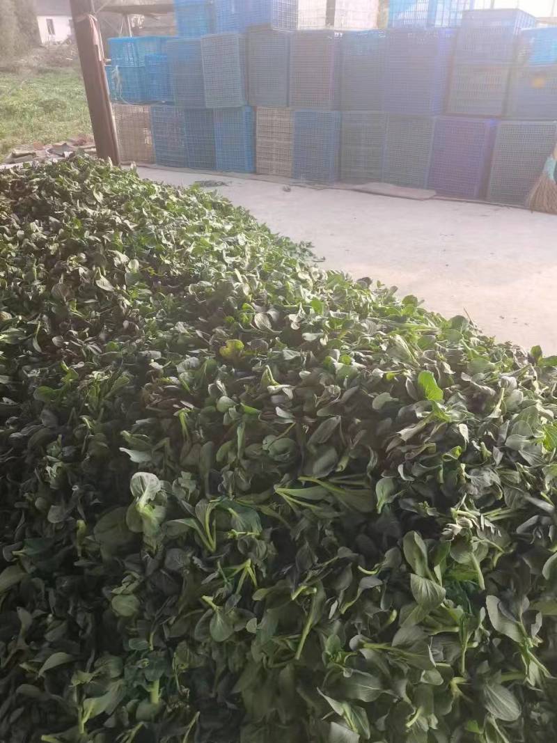 菜芯菜苔精品广东菜芯产地一手货源大量供应欢迎选购