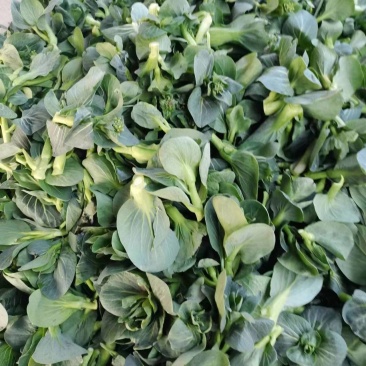 【可视频看货】精品菜苔广东菜心产地大量供应欢迎选购