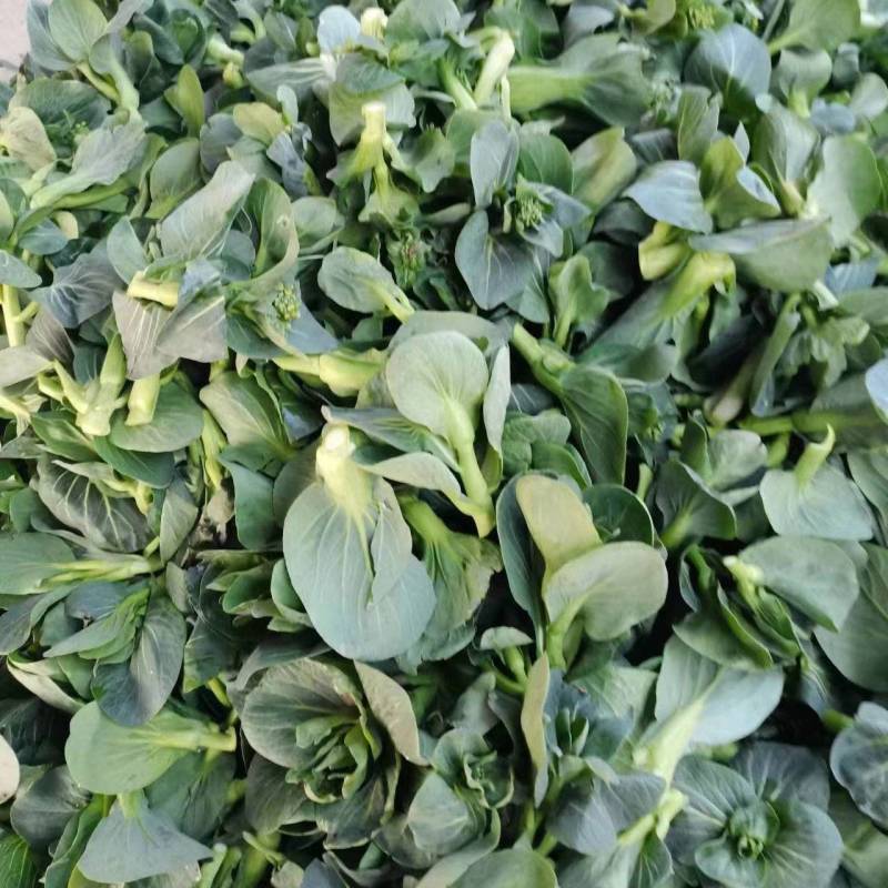 【可视频看货】精品菜苔广东菜心产地大量供应欢迎选购