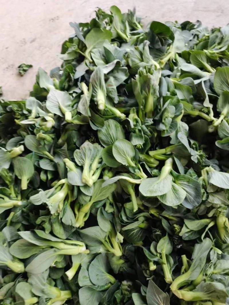 【可视频看货】精品菜苔广东菜心产地大量供应欢迎选购
