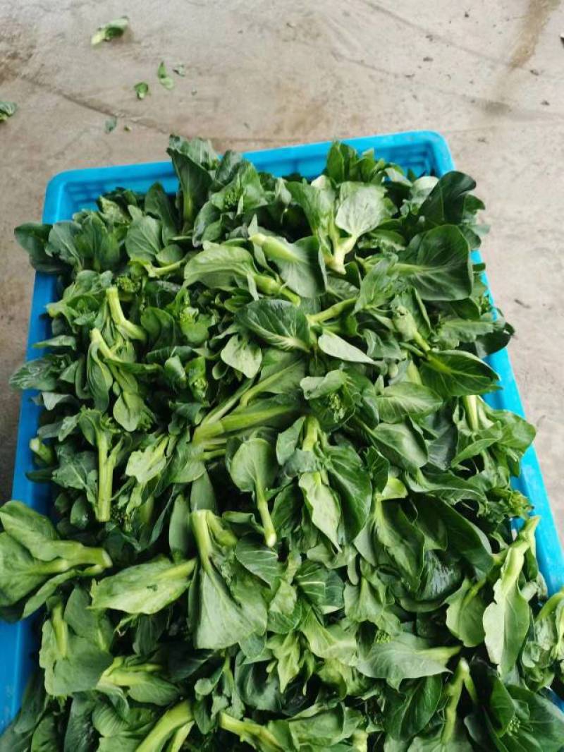 【可视频看货】精品菜苔广东菜心产地大量供应欢迎选购