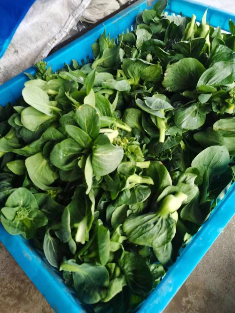 【可视频看货】精品菜苔广东菜心产地大量供应欢迎选购