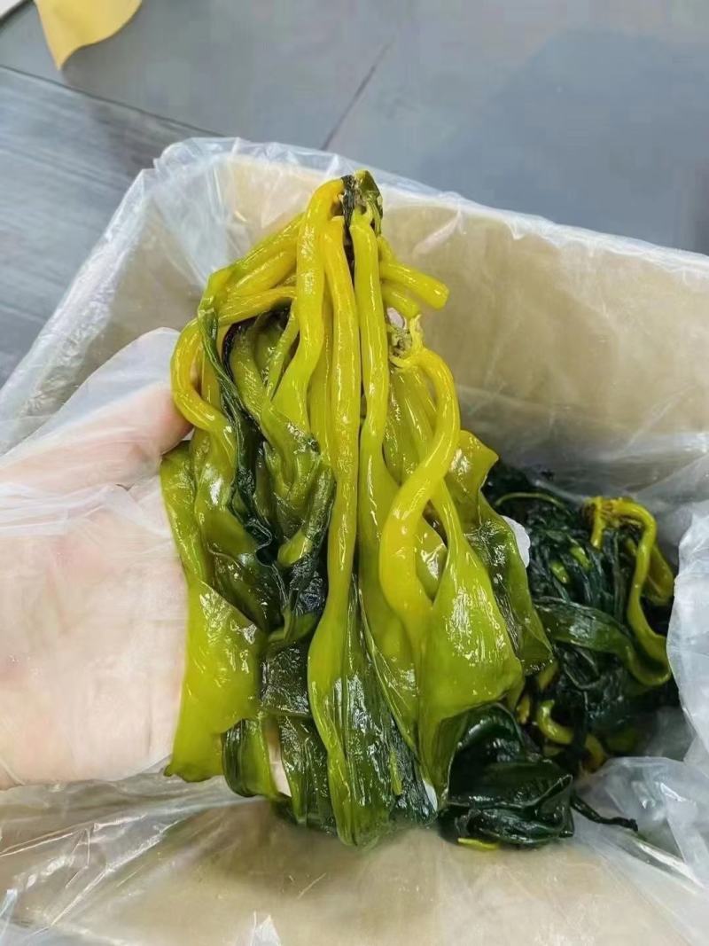 海带苗，海带芽