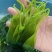 海带苗，海带芽