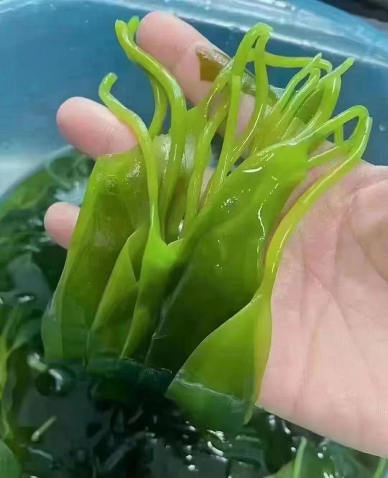海带苗，海带芽