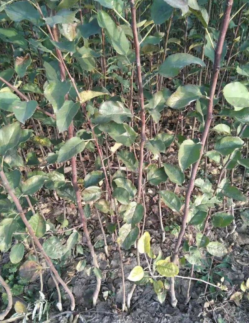 红富士苹果苗，烟富6号苹果苗，烟富8号苹果苗，富士苹果苗