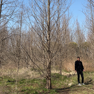 2-25公分水杉，产地直销，货源充足，价格美丽！