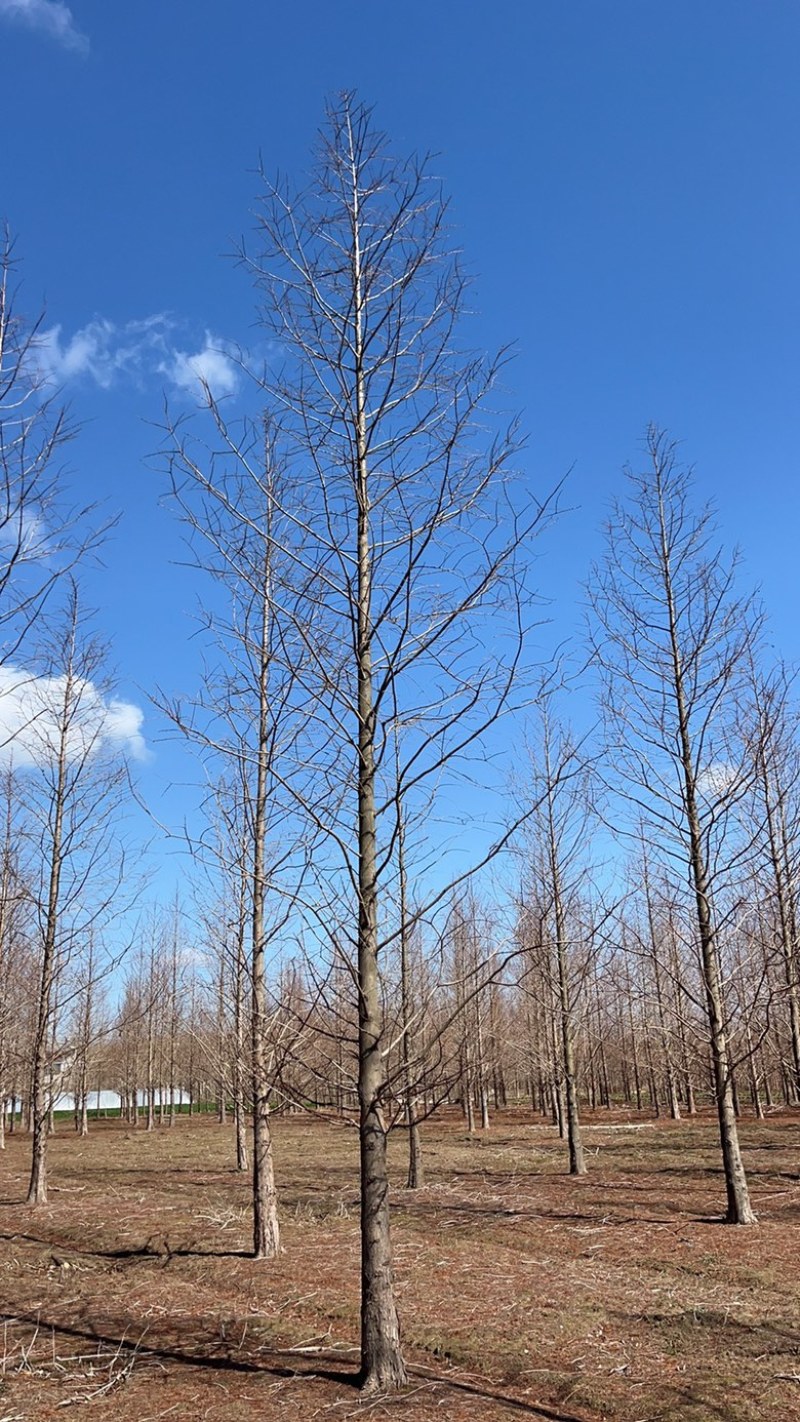 2-25公分水杉，产地直销，货源充足，价格美丽！