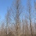 2-25公分水杉，产地直销，货源充足，价格美丽！