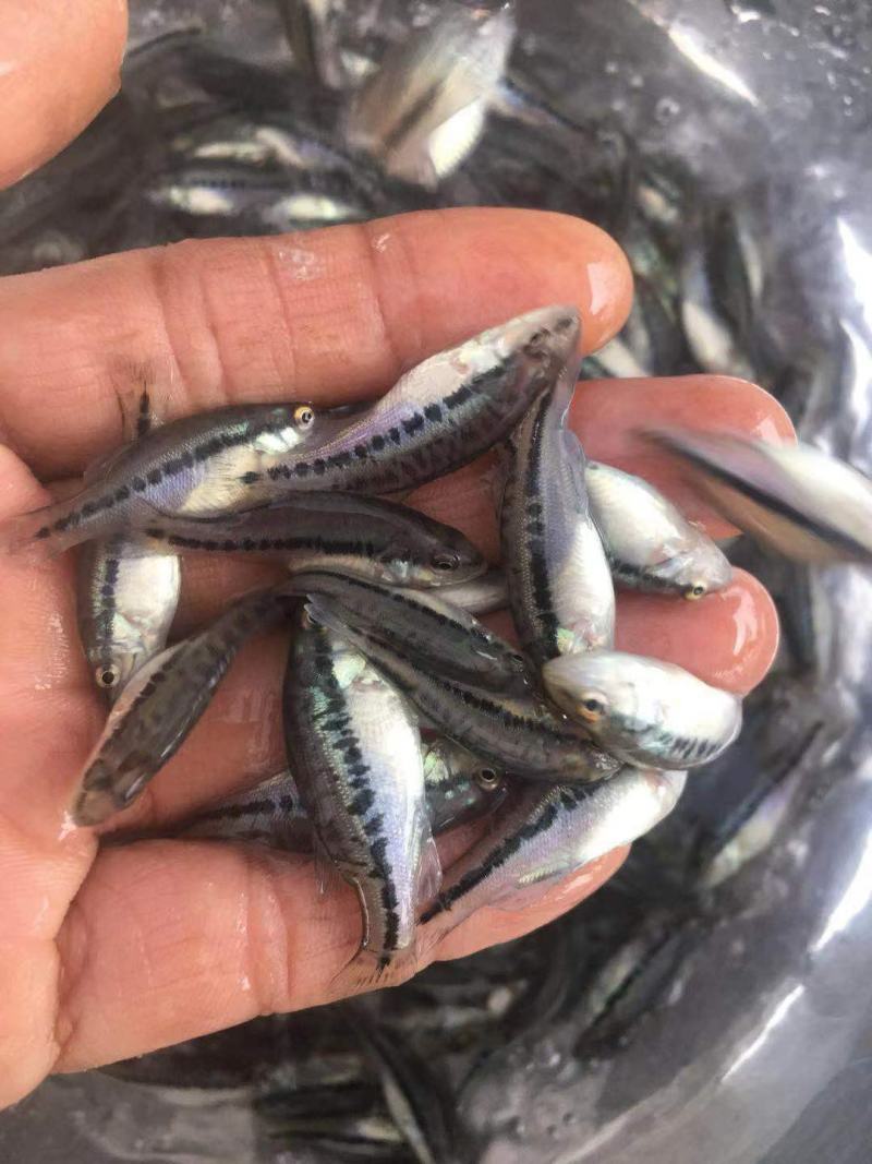 鲈鱼苗优鲈3号淡水加州鲈大口黑鲈鱼苗已驯化高位池土塘养殖