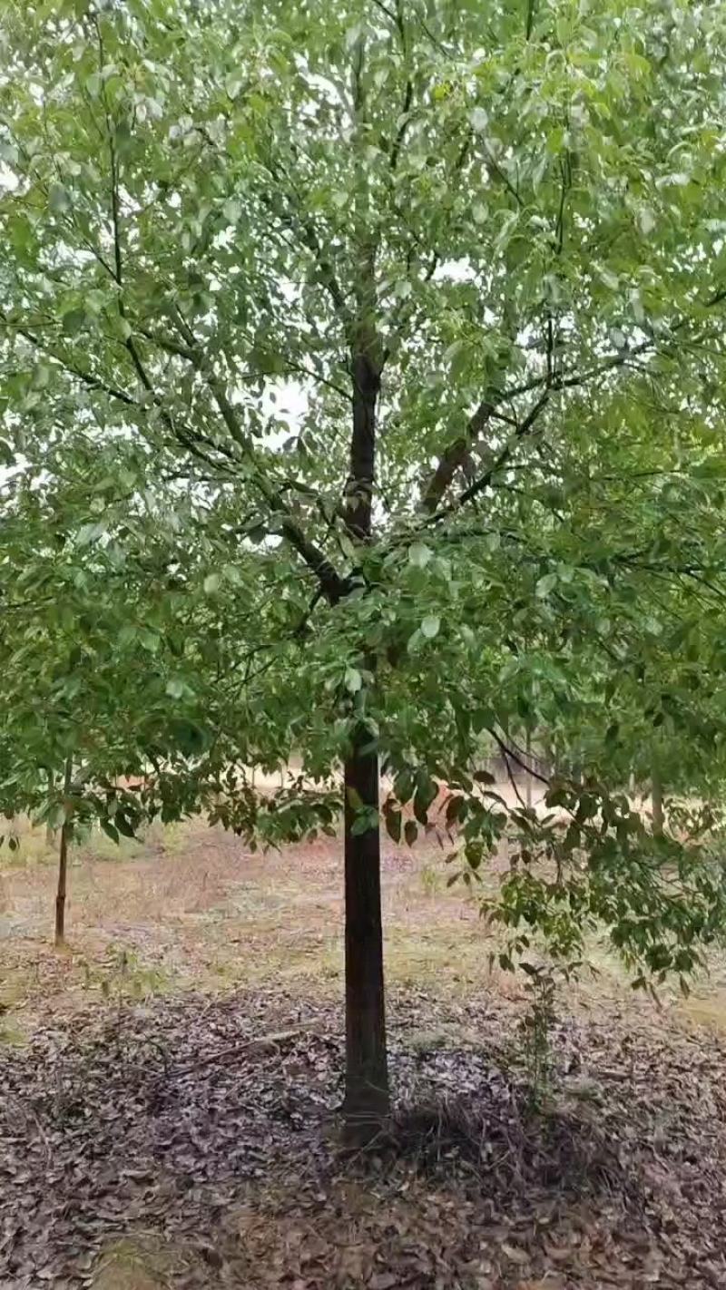 香樟朴树桂花栾树大量供应有需要
