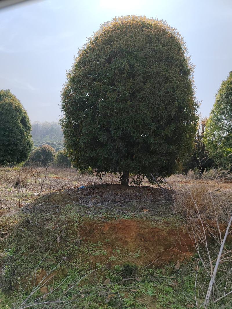 香樟朴树桂花栾树大量供应有需要