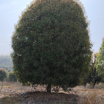 香樟朴树桂花栾树大量供应有需要
