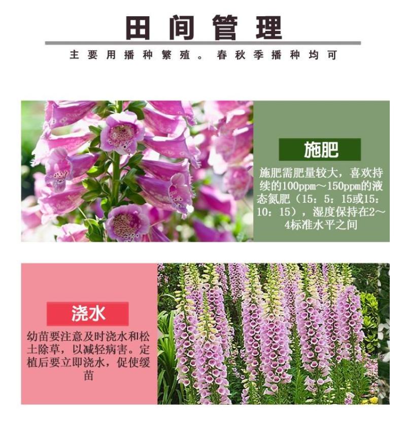 毛地黄种子指顶花吊钟花籽庭院花镜室内外阳台耐寒秋季播花种